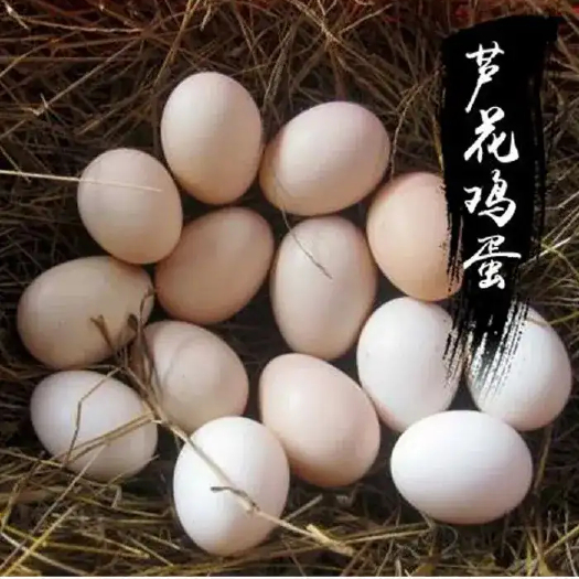郯城县芦花鸡受精种蛋可孵化受精种蛋