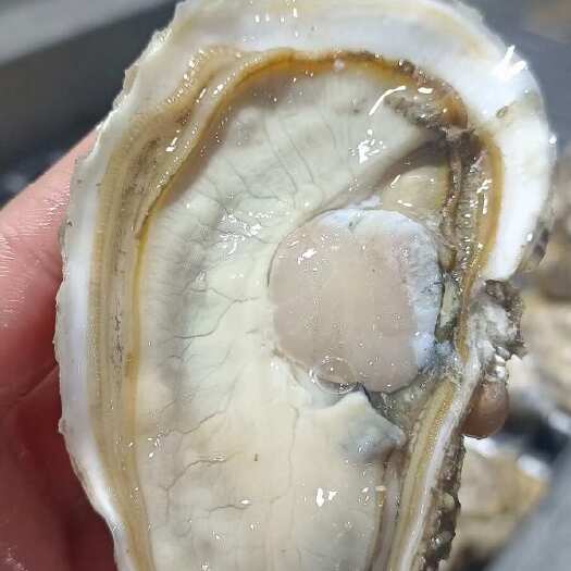 诏安县生蚝【三倍体】