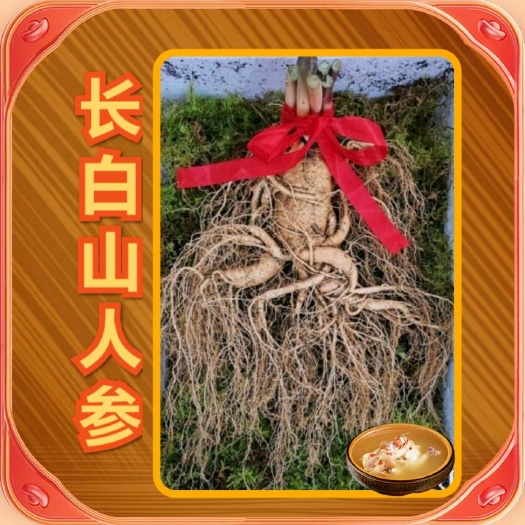 抚松县长白山精选特大老鲜参 4两——1.3斤鲜参 老园参 现挖现发