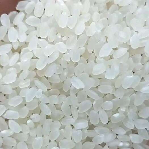 沈阳珍珠米新米