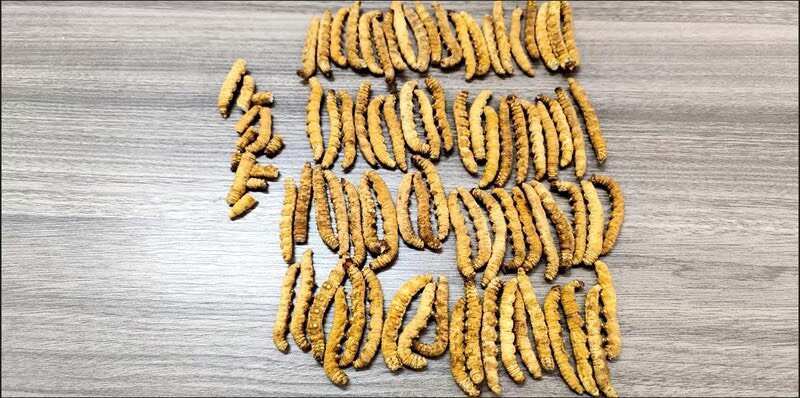 菏泽冬虫夏草全虫优质虫草西藏那曲4600米高海拔