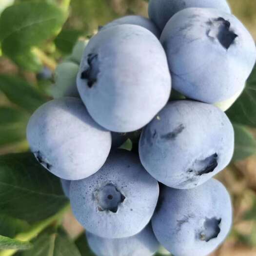 泰安奥尼尔蓝莓苗兔眼蓝莓苗1-8年北高丛南高丛蓝莓苗