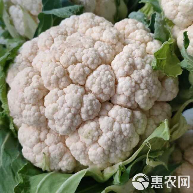 菜花，花菜乳白紧花，包叶光头，质量好价格便产地代收整车发货。