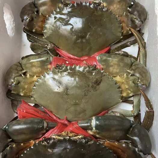 东山县新鲜活冷冻青蟹红鲟鲜活红膏蟹肉蟹螃蟹菜鲟酒店社区团购供应