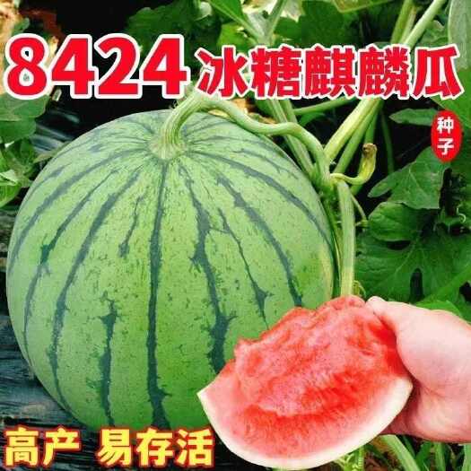 8424麒麟西瓜种子早熟特大超甜无籽西瓜南方四季蔬菜水果