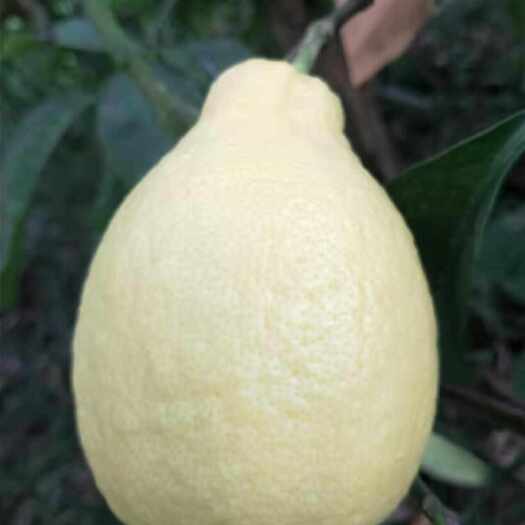 安岳县尤力克柠檬  安岳黄柠檬大果，单个重200－250克，薄皮多