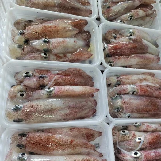 深海小管鱿鱼新鲜活冷冻海鲜、灯照小管酒店餐厅、供应批发