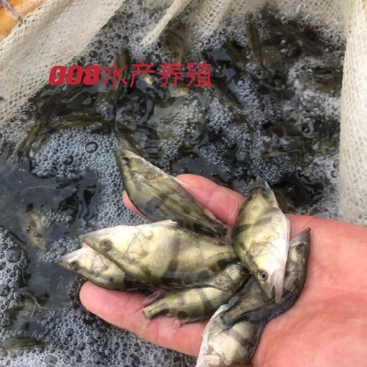 广元优质桂花鱼苗，质量好，量大从优