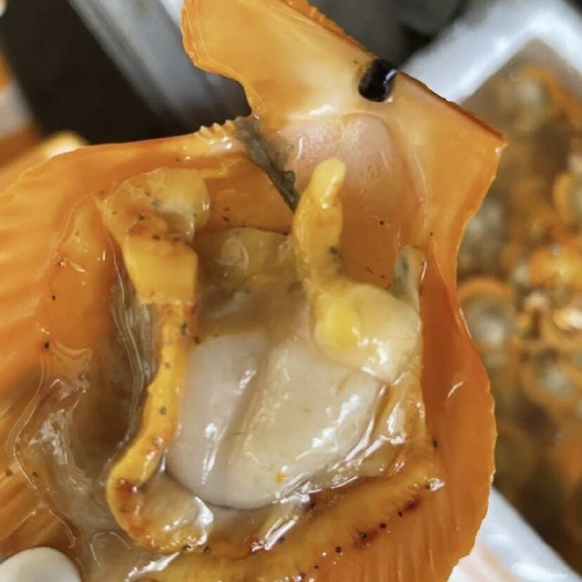 东山县冷冻大号黄金扇贝新鲜半壳海鲜贝清蒸烧烤粉丝扇贝酒店供应批发
