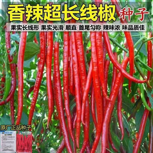 邵东市辣椒籽辣椒种子辣椒南方辣椒种子不辣线椒超长辣椒种子二荆