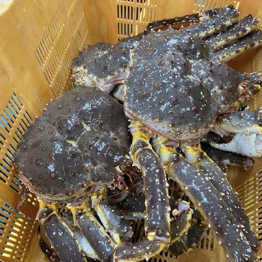 东山县帝王蟹新鲜活冷冻速冻超大螃蟹巨无霸海鲜海产酒店、餐厅供应批发