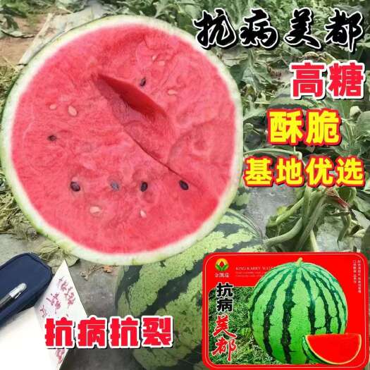 金凯瑞抗病美都西瓜种子中早熟杂交西瓜种子平均瓜重6到9公斤