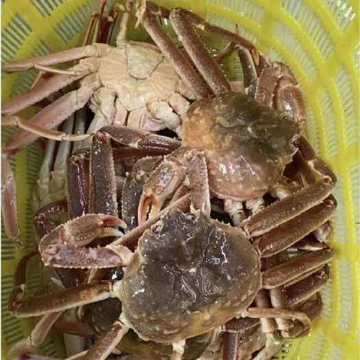鲜活冷冻鳕蟹松叶蟹生猛长脚蟹特大蟹海鲜海蟹水产酒店供应