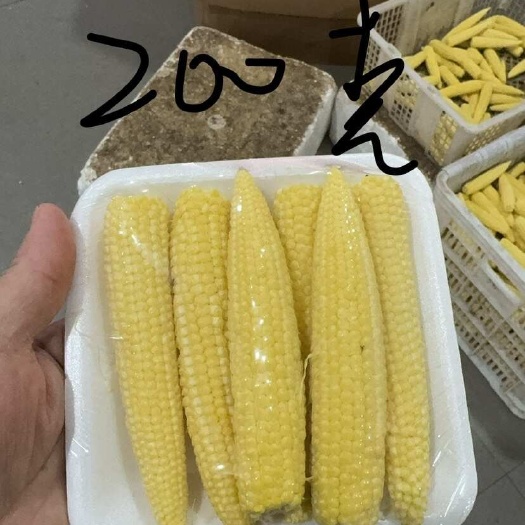 漳州玉米笋