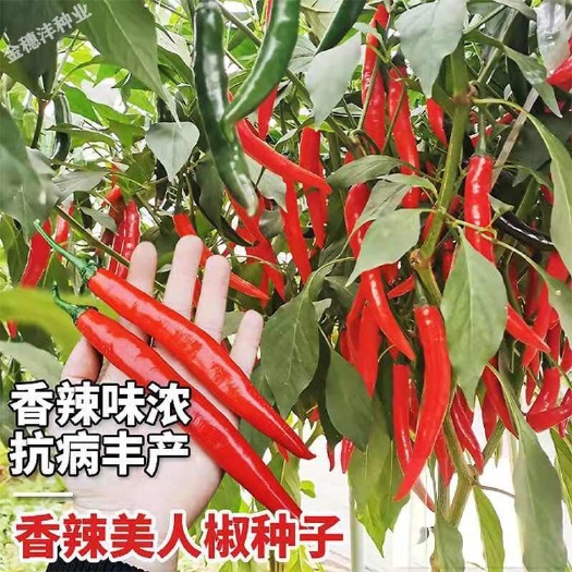 邵东市香辣美人椒种子干鲜辣椒两用超辣辣椒种子春夏秋盆栽四季蔬菜种籽