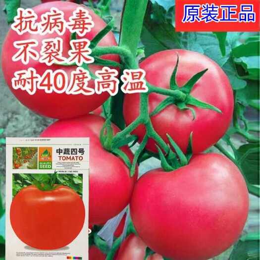 邵东市中疏四号大番茄种子超甜红果大西红柿春季秋季蔬菜瓜果种籽
