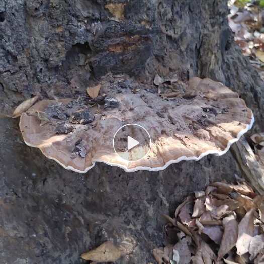 南宁原始森林灵芝