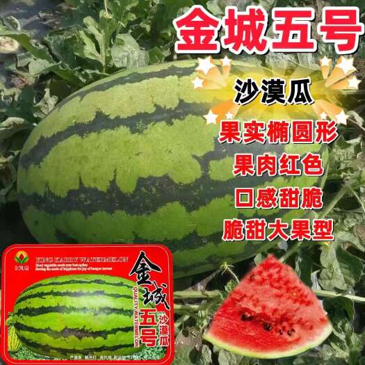 沭阳县金凯瑞金城五号杂交西瓜种子脆甜大果西瓜种子生育期105天左右