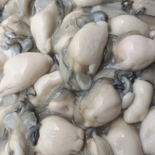 东山县新鲜大生蚝肉鲜活现剥冷冻牡蛎肉去壳蚝肉餐饮供应批发