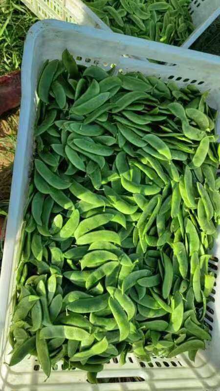 定安县新鲜产地海南直发白玉豆，带壳，量大