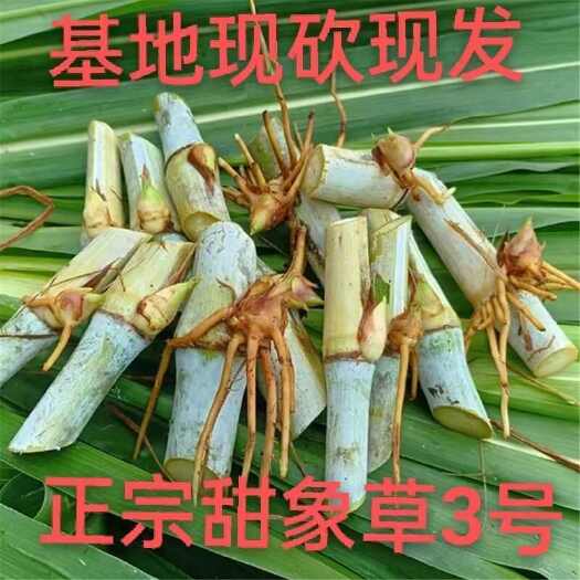 苏州甜象草3号牧草王种节新型皇竹草优质种节巨菌草中华粮草红象草种