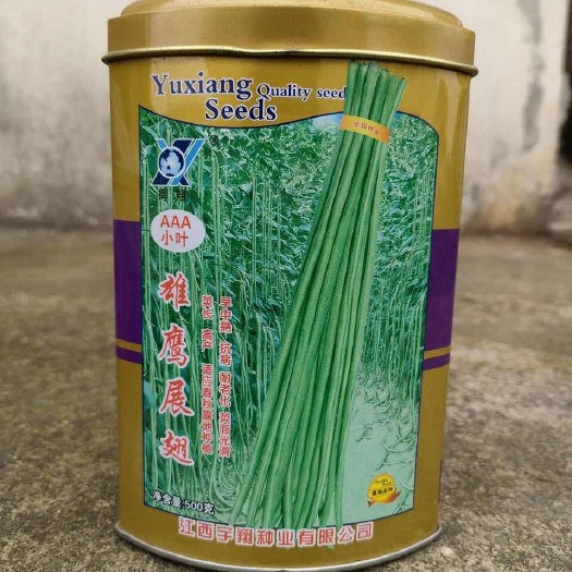 华容县大田种植豇豆种雄鹰展翅长豆角种子翠绿色夹长肉厚春秋种500克
