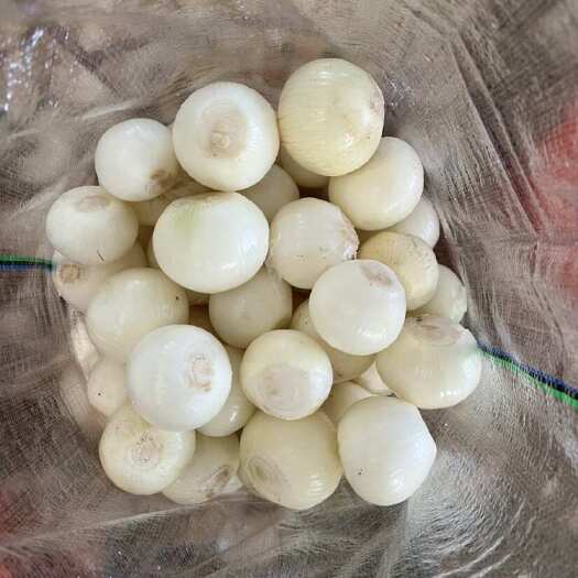  白皮洋葱