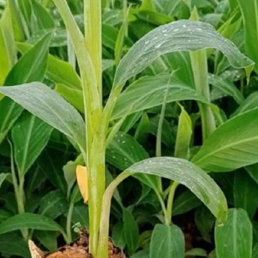 芭蕉