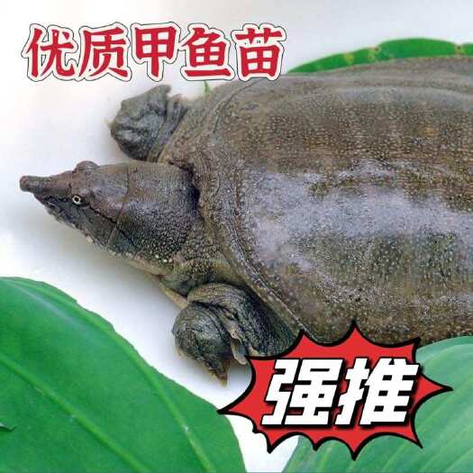 重庆市优质甲鱼苗，抗病力强