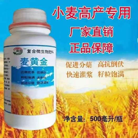 邯郸麦黄金，小麦专用，促进分离，高抗倒伏，快速灌浆，颗粒饱满