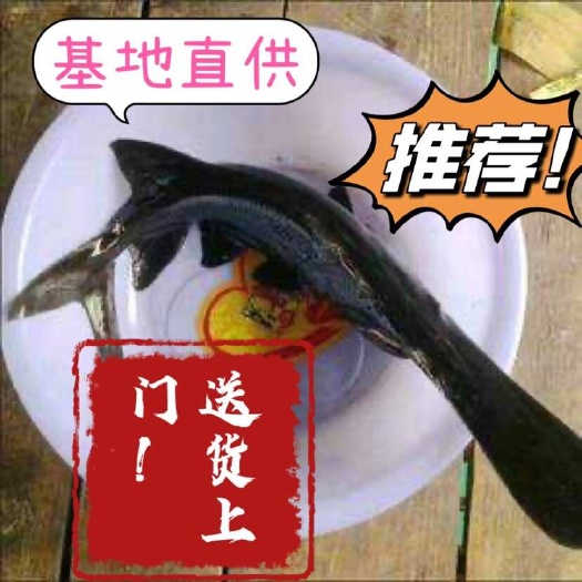 重庆市鸭嘴鱼苗