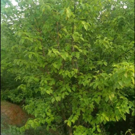 长沙山茱萸