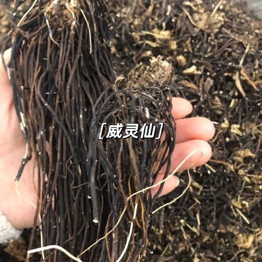 宜春【包邮】威灵仙中药材 正品 包邮 新鲜干货散装铁扫老虎须