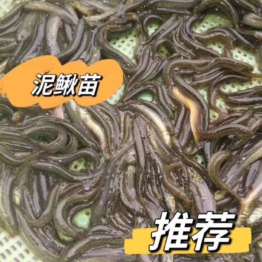 重庆市泥鳅苗