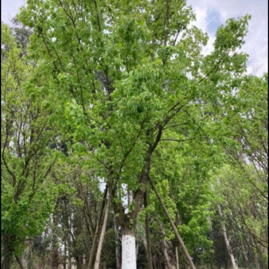 长沙三角枫