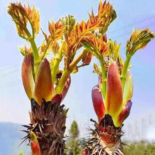 大方县刺嫩芽 刺龙芽 刺老芽