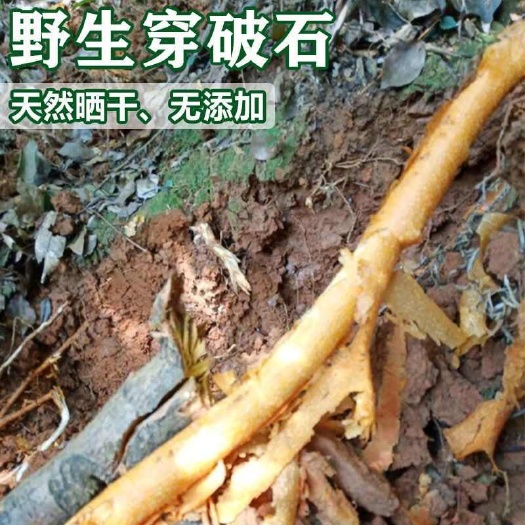 田东县穿破石根精选广西穿破石中药材切段切片晒干穿破石中草药
