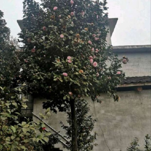 临清市茶花