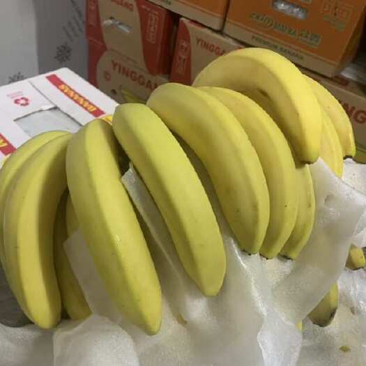 上海精品二黄香蕉，保质保量，全国可发