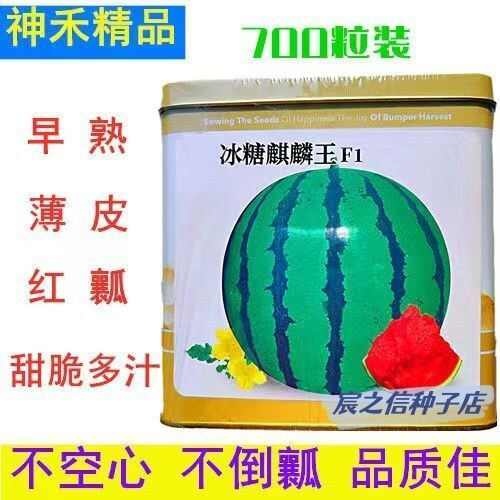 西瓜种子神禾冰糖麒麟王红瓤早熟无籽甜脆球形新鲜麒麟西瓜种子