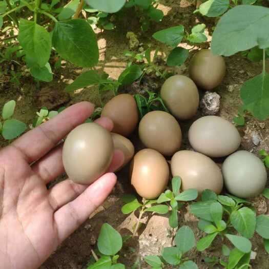 商河县七彩鸡蛋，营养丰富