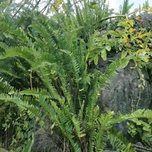 田东县广西纯新鲜石黄皮现挖精选肾蕨子果化狗儿凤凰蛋，现采批发