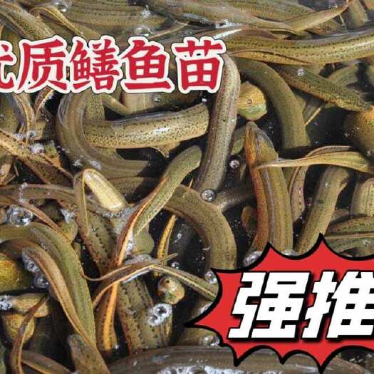 正大9号黄鳝 优质鳝鱼苗，量大从优