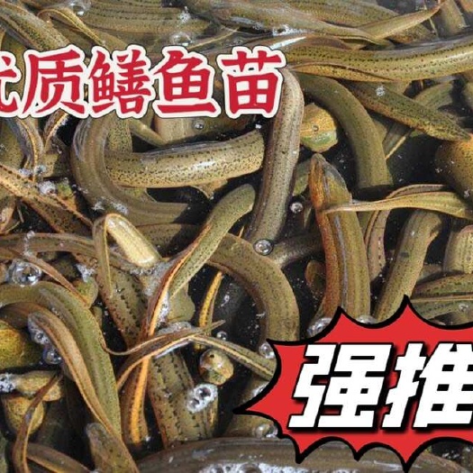 广元正大9号黄鳝 优质鳝鱼苗，量大从优