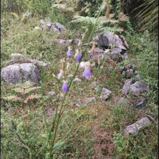 长沙沙参