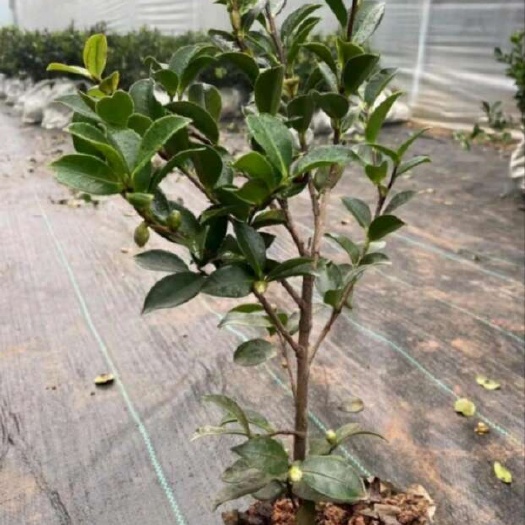 临清市茶梅