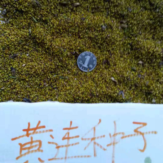 黄连种子