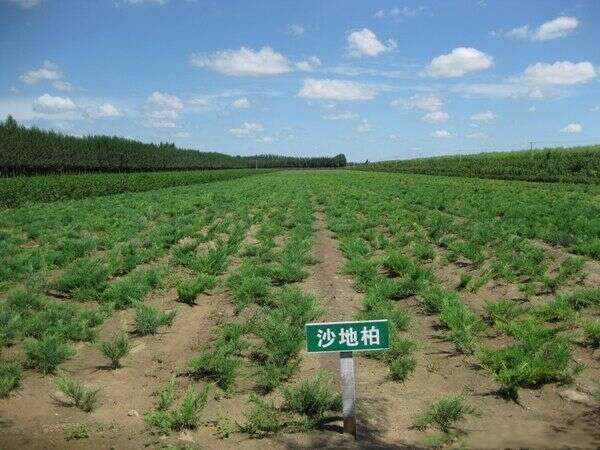 长沙沙地柏