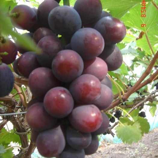 昌黎县甬优一号葡萄苗南北方种植基地直发纯度保证成活率高