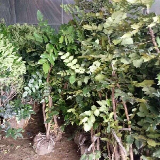 长沙十大功劳